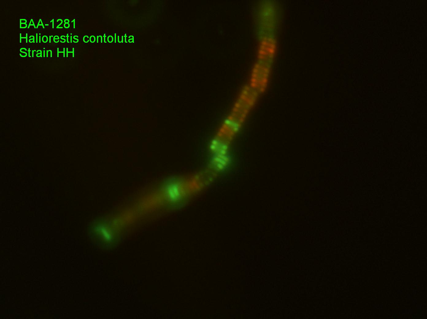 Представитель Семейства Heliobacteriaceae